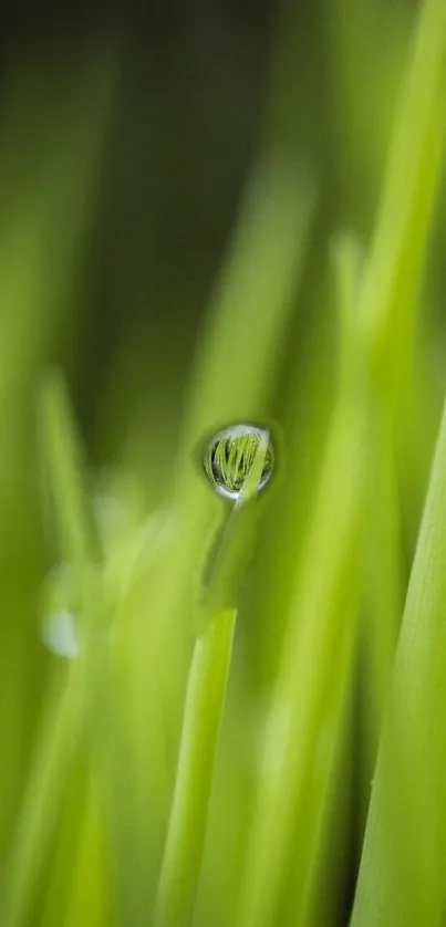 Close-up of vibrant green grass with dew droplets, perfect for a nature-themed wallpaper.