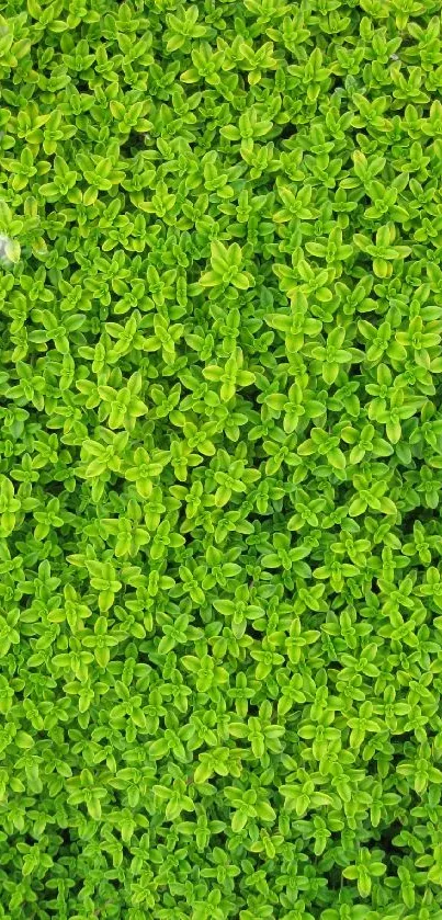 Vibrant green leaves texture for nature wallpaper.