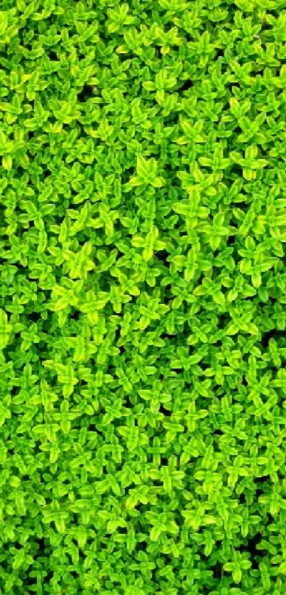 Vibrant green foliage wallpaper with lush, dense leaves.