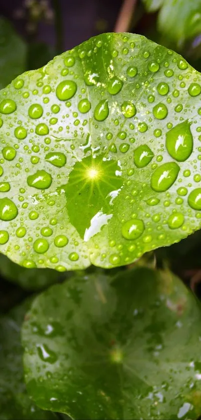 Close-up of green leaf with water droplets, vibrant nature design.