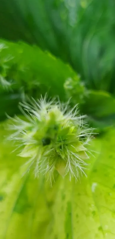 Close-up of green leaves and budding flower wallpaper.