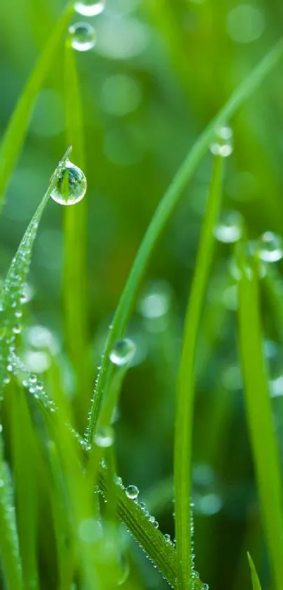 Dewy grass blades in a vibrant green wallpaper.