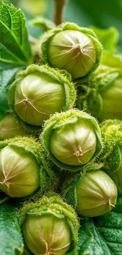 Green hazelnuts surrounded by lush leaves.