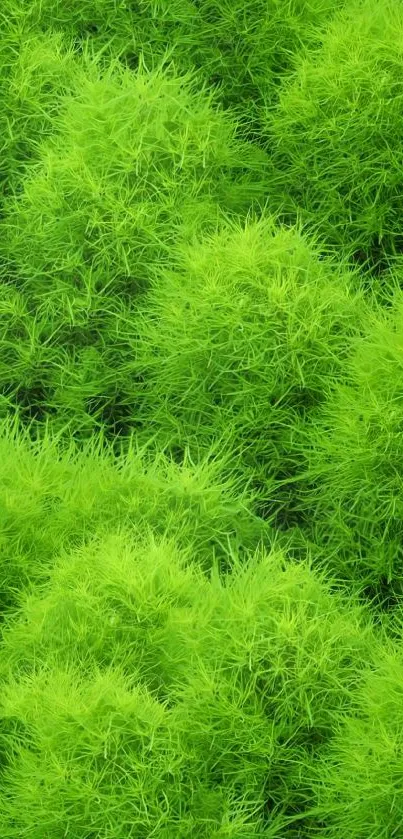 Vibrant lime green leafy texture mobile wallpaper.