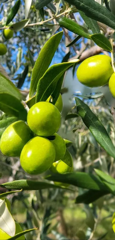 Green olives and leaves in natural sunlight on a branch.