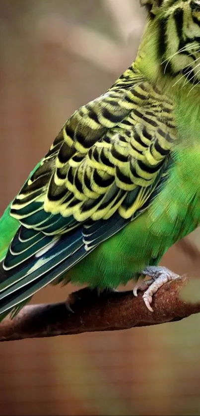 Green parrot with tiger face perched on a branch in jungle setting.