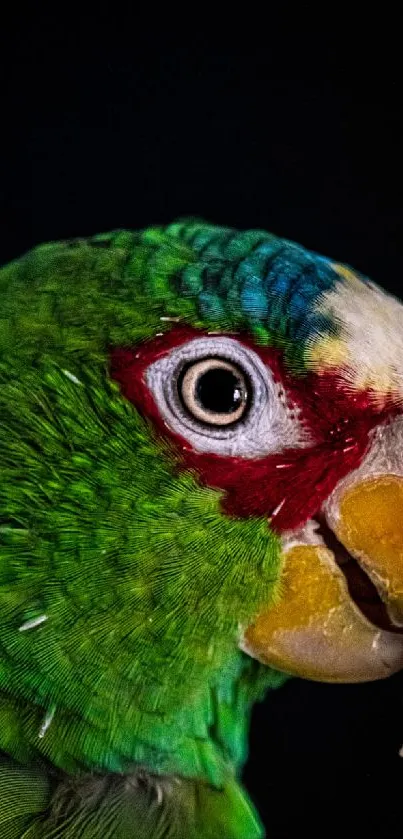 Close-up image of a vibrant green parrot with colorful plumage on a dark background.