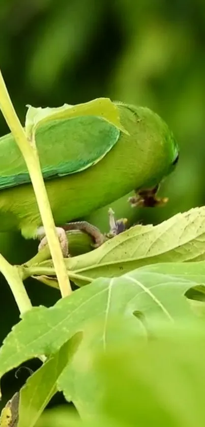 Green parrot perched on lush green leaves.