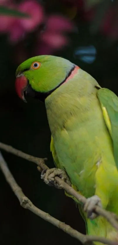 Green parrot perched with pink floral blur background.