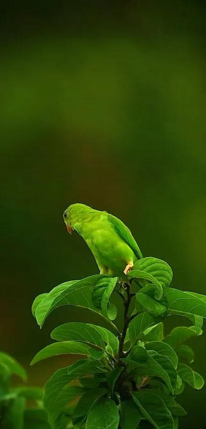 Green parrot perched on lush green leaves with a blurred background.