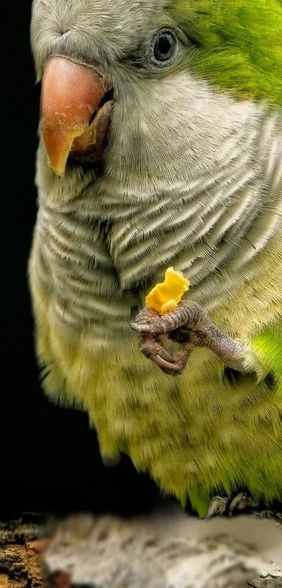 Green parrot perched with vibrant feathers on a dark background.