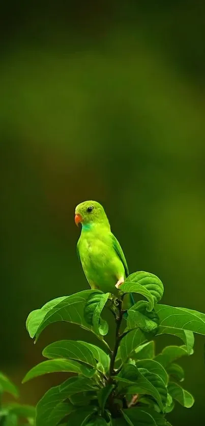 Vibrant green parrot perched on leafy branch in nature wallpaper.