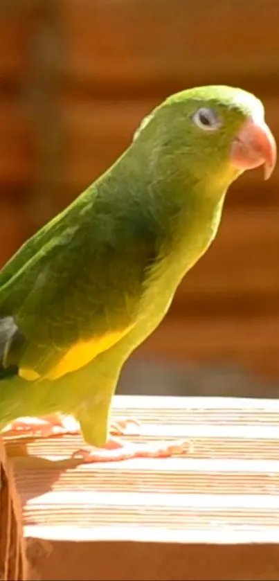 Green parrot perched on wood with earthy background.