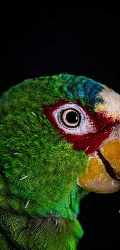 Close-up vibrant green parrot on black background, showcasing colorful feathers.