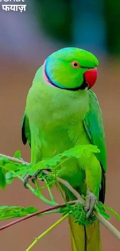 Beautiful green parrot sitting on a branch with a blurred background.