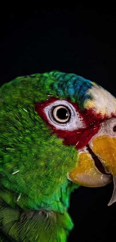 Vibrant green parrot on a dark background, close-up view.