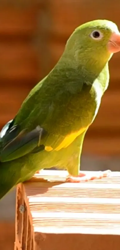 Vibrant green parrot perched in nature.