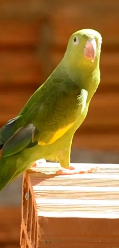 A vibrant green parrot perched on a ledge with a warm, blurred background.