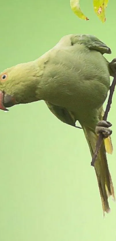 Green parrot perched on a branch with a lush background.