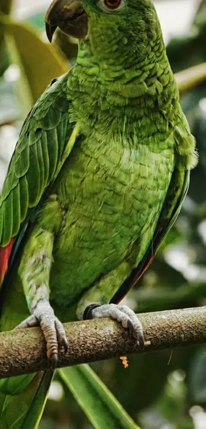 Vibrant green parrot perched on a branch with lush green background.