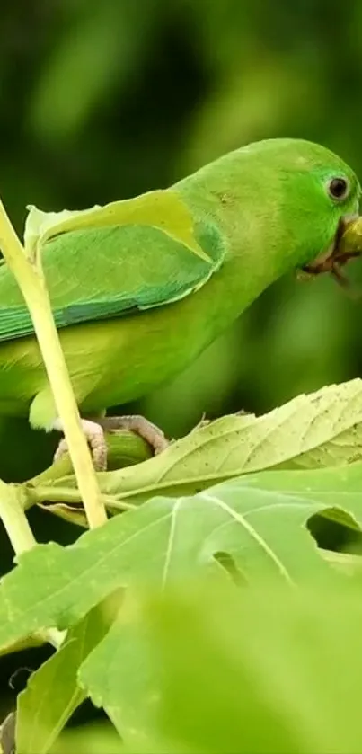 Vibrant green parrot perched on lush leaves.