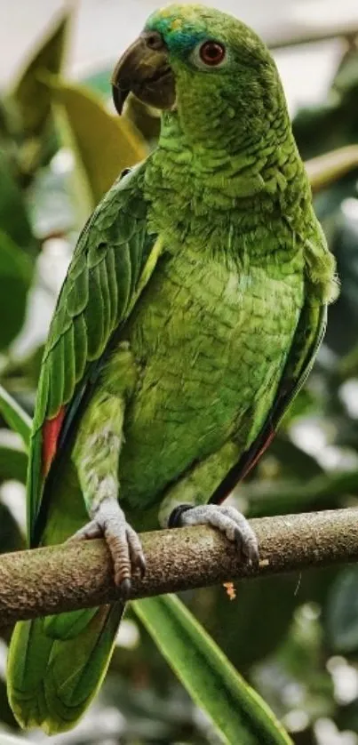 Lively green parrot on branch with lush background.