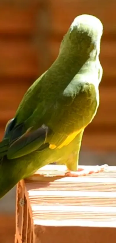 Green parrot perched on a structure with blurred background.