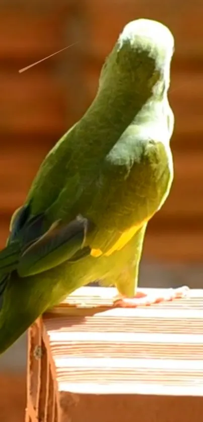 Vibrant green parrot on a wooden perch under sunlight.