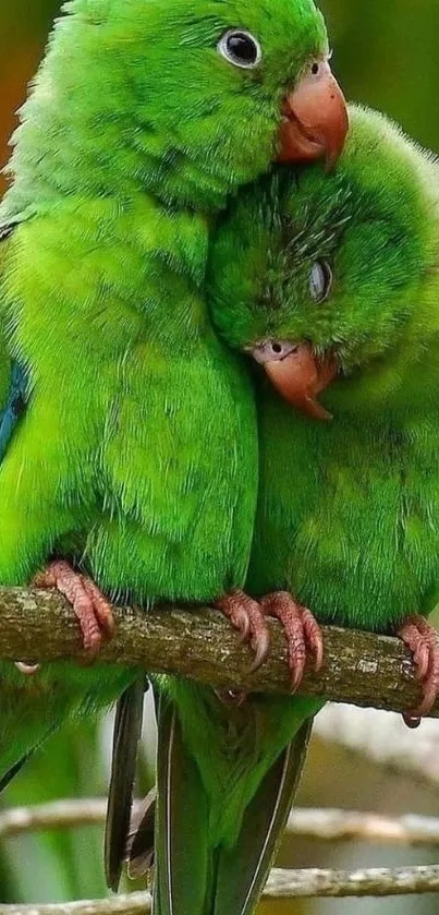 Two green parrots cuddling on a tree branch, vibrant mobile wallpaper.