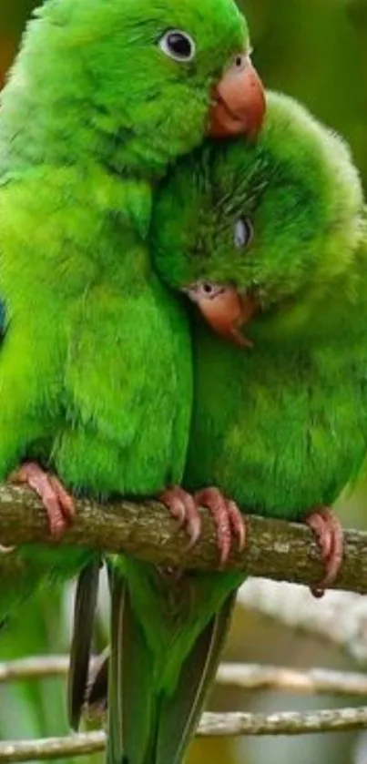 Two bright green parrots cuddling on a branch.