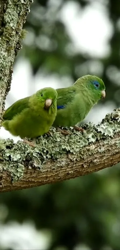 Two vibrant green parrots sitting on a branch.