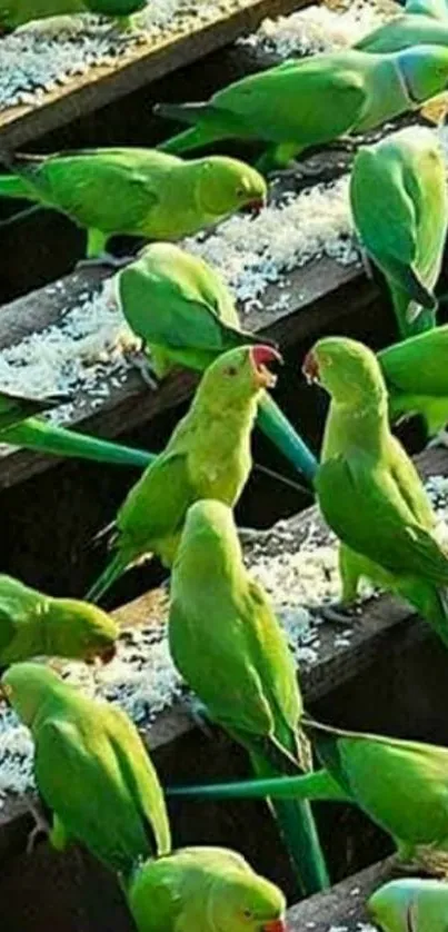 Mobile wallpaper with vibrant green parrots feeding.