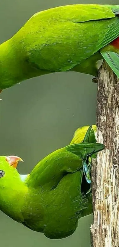 Two vibrant green parrots perched on a wooden branch.