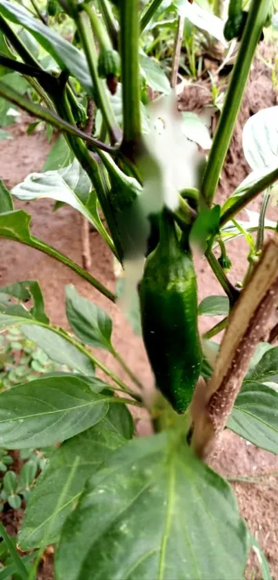 Close-up of green pepper plant with lush leaves.