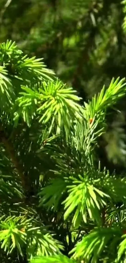 Close-up of lush green pine foliage in natural light.