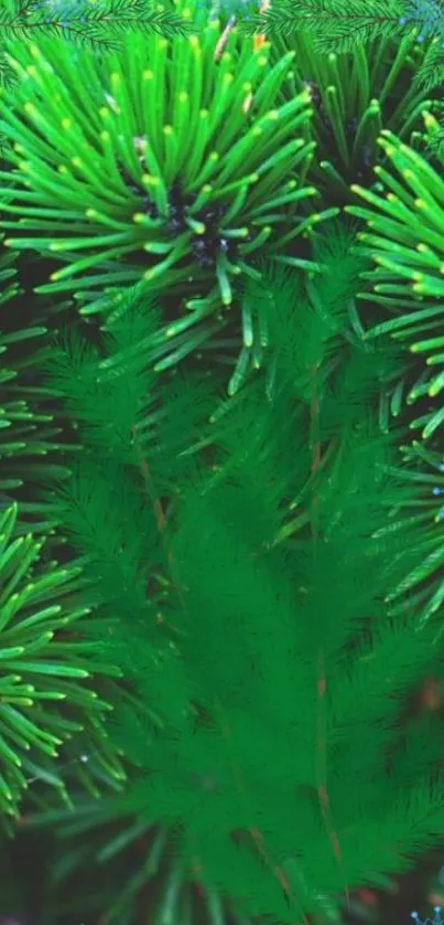 Vibrant green pine needles wallpaper for mobile.