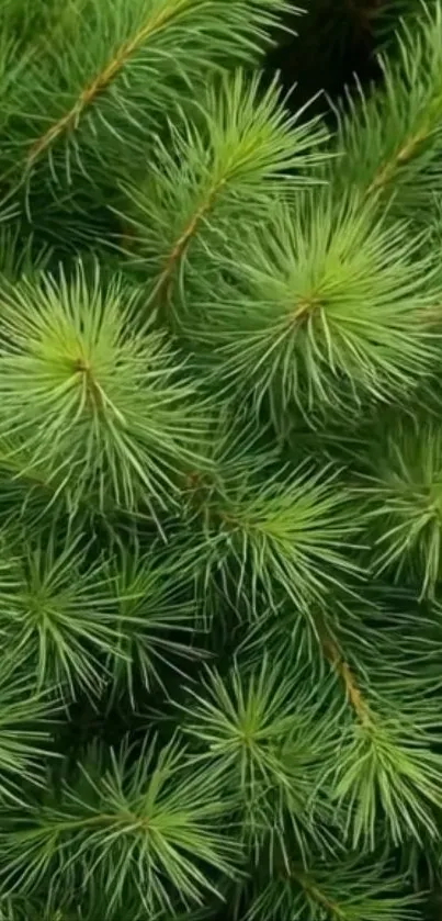 Close-up of vibrant green pine needles, enhancing texture.