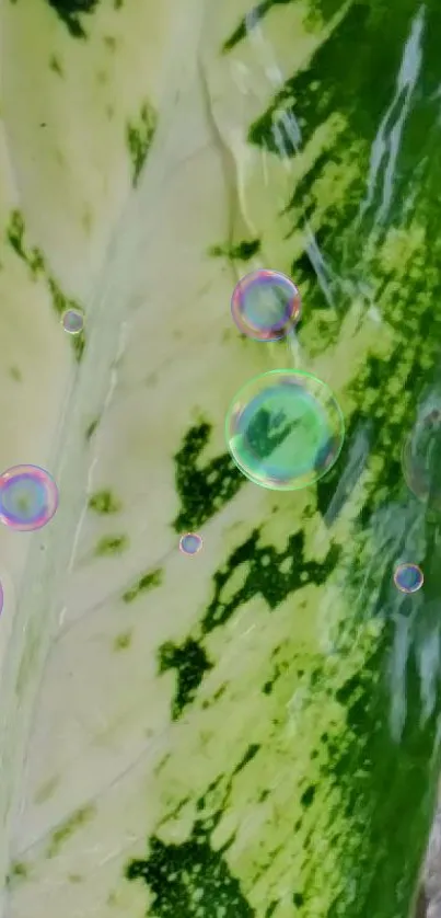 Green and white leaf with colorful bubbles on a vibrant wallpaper.