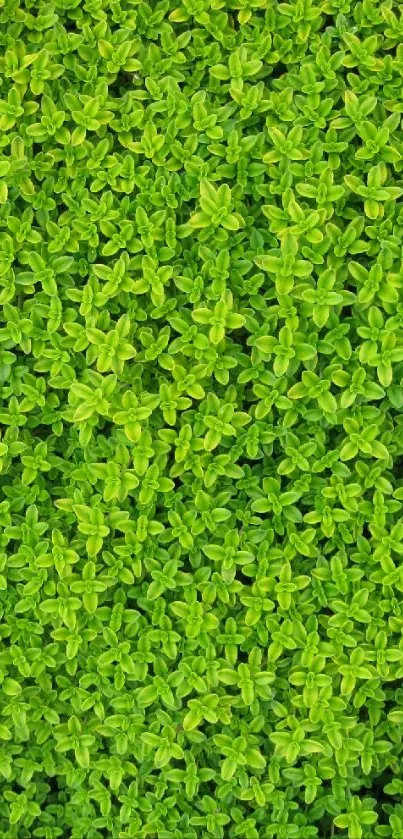 Bright green leaf texture wallpaper, ideal for nature lovers.