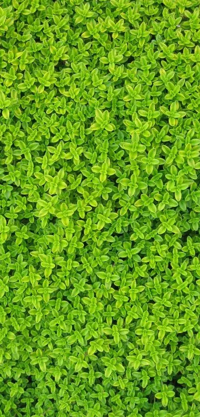 Close-up of lush green plant leaves wallpaper.