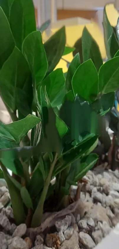 Close-up of lush green plant leaves on a decorative stone bed.