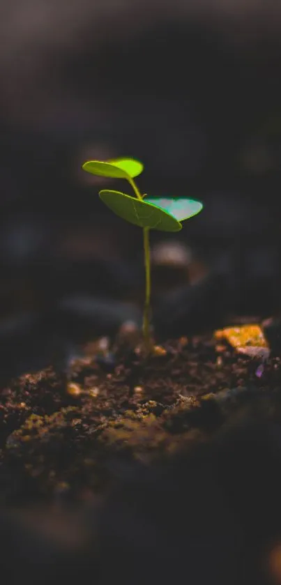 Small green plant growing in soil with dark blurred background.