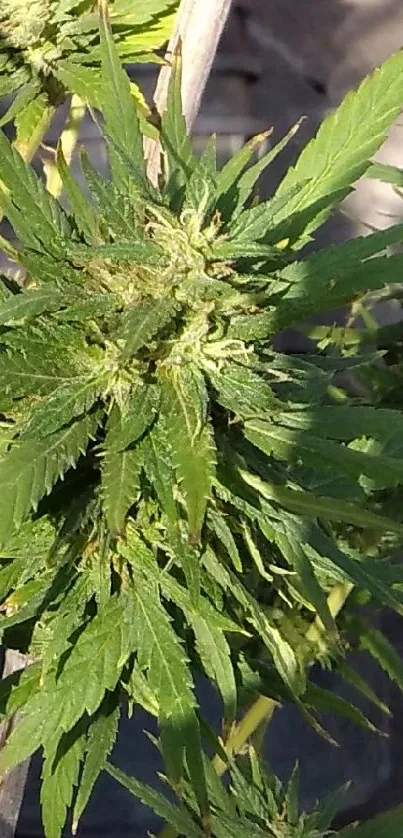 Lush green plant with vibrant foliage on a natural background.