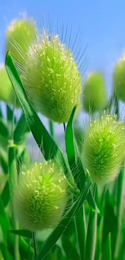 Close-up of vibrant green grasses against a blue sky.