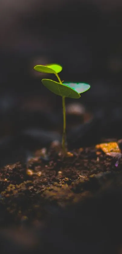 Green plant sprouting from dark soil in wallpaper.