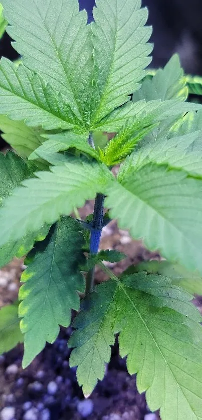 Vibrant green plant with lush leaves.