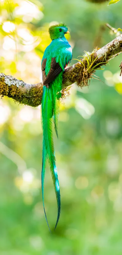 Vibrant quetzal bird perched on a tree branch in a lush green forest.