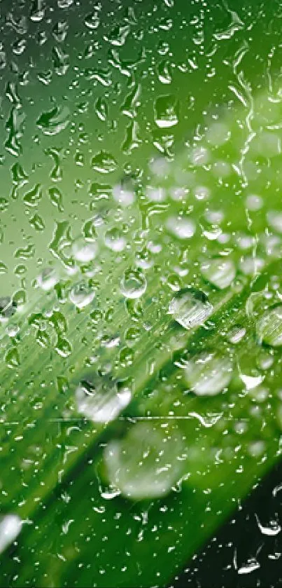 Close-up of rain droplets on a green leaf, nature wallpaper.