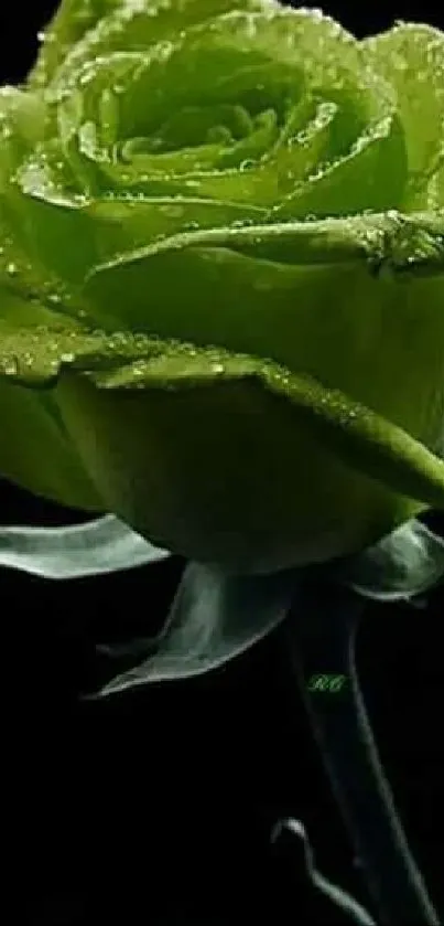 Vibrant green rose with dewdrops against a dark background.