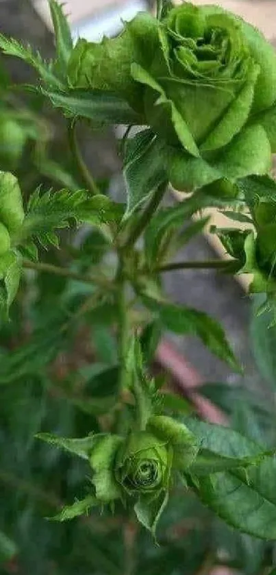 Green rose plant with lush leaves.